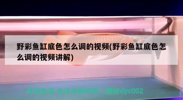 撫順市新撫富記水族店 全國水族館企業名錄 第1張 撫順市新撫富記水族店 撫順市新撫富記水族店 全國水族館企業名錄 第1張