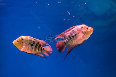 宿遷水族館vs祥龍魚場（宿遷水族館和祥龍魚場哪個好）