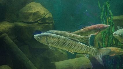 宿遷水族館vs祥龍魚場（宿遷水族館和祥龍魚場哪個好）