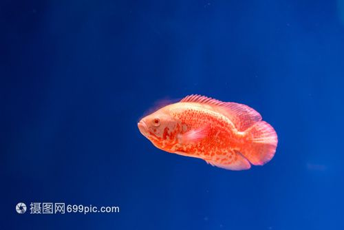 宿遷水族館vs祥龍魚場（宿遷水族館和祥龍魚場哪個好）