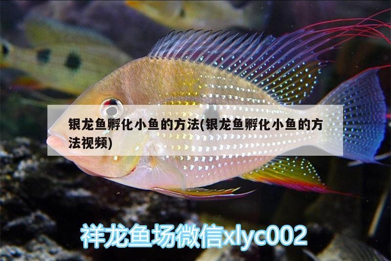 銀龍魚孵化小魚的方法(銀龍魚孵化小魚的方法視頻)