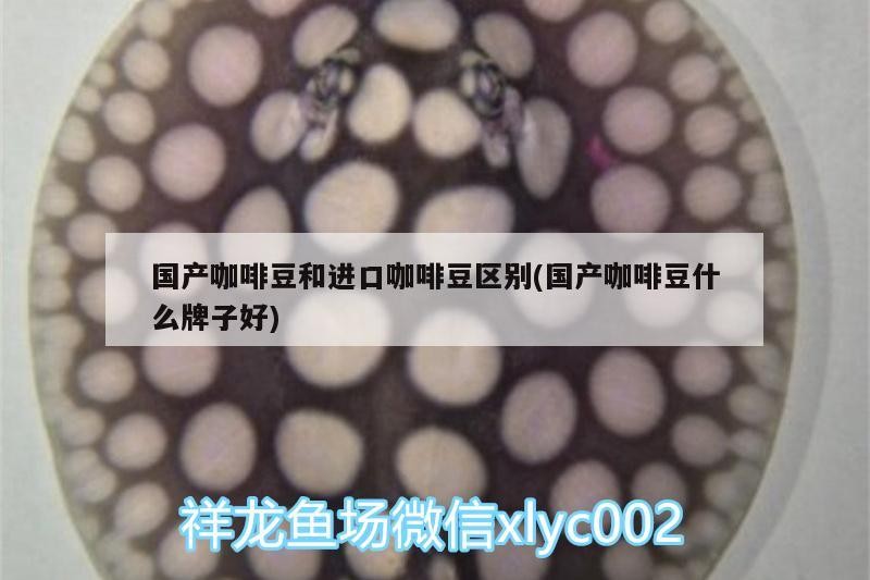 國產咖啡豆和進口咖啡豆區別(國產咖啡豆什么牌子好)