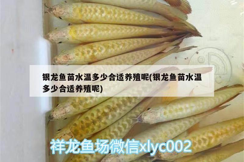 銀龍魚苗水溫多少合適養殖呢(銀龍魚苗水溫多少合適養殖呢)