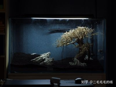 380的魚缸養多大的魚最好：380的魚缸養什么魚