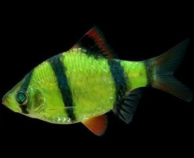 龍魚爛嘴角怎么辦vs祥龍魚場：祥龍魚場的評價如何
