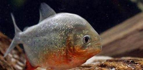 虎魚幼魚吃什么：虎魚幼魚可以喂食活餌料嗎