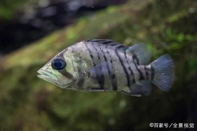 虎魚幼魚吃什么：虎魚幼魚可以喂食活餌料嗎