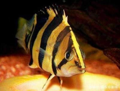 虎魚一般喂什么食物：虎魚喂食習慣和注意事項