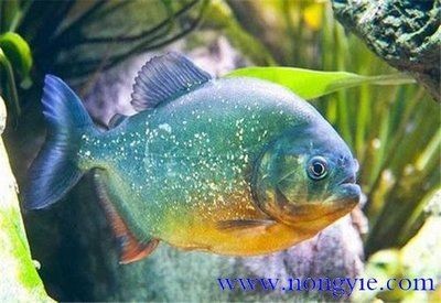 虎魚一般喂什么食物：虎魚喂食習慣和注意事項