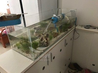 9條小魚需要多大的魚缸：養9條金魚需要多大魚缸9條小魚的魚缸推薦