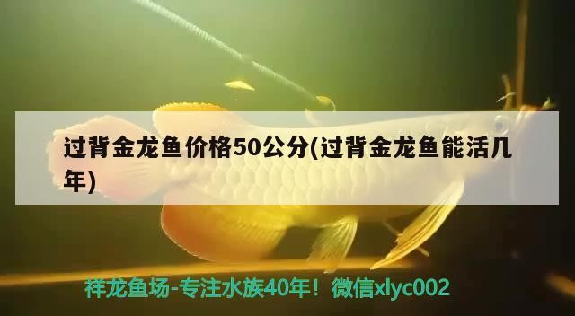 過背金龍魚價(jià)格50公分(過背金龍魚能活幾年)