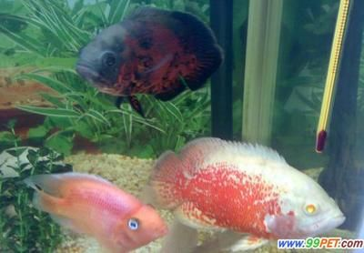 大地圖魚（地圖魚是一種大型的熱帶魚，具有獨特的外觀和生態(tài)習性）