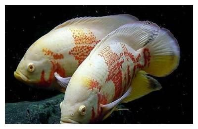 大地圖魚（地圖魚是一種大型的熱帶魚，具有獨特的外觀和生態(tài)習性）