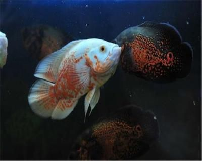 大地圖魚（地圖魚是一種大型的熱帶魚，具有獨特的外觀和生態(tài)習性）