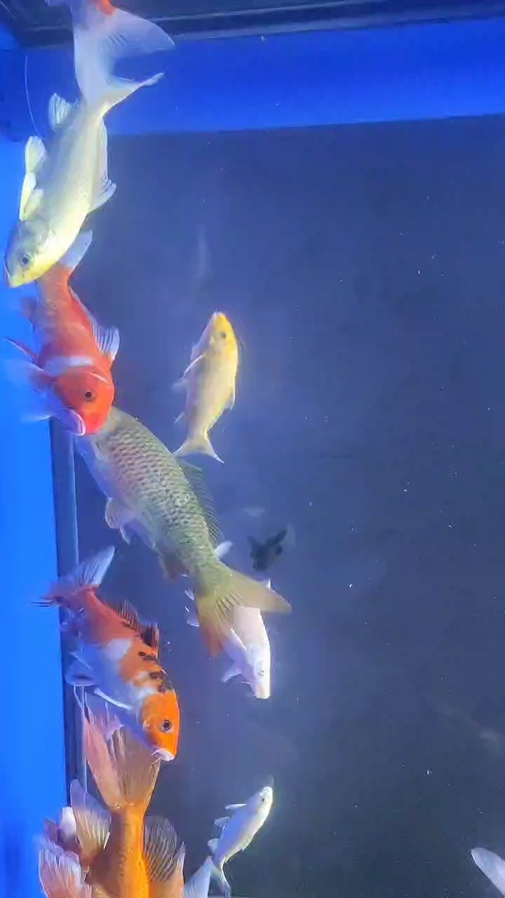 能吃能拉