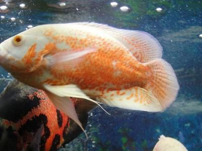 7公分的虎魚喂什么：7公分的虎魚可以喂什么 7公分的虎魚喂什么：7公分的虎魚可以喂什么 虎魚百科 第3張