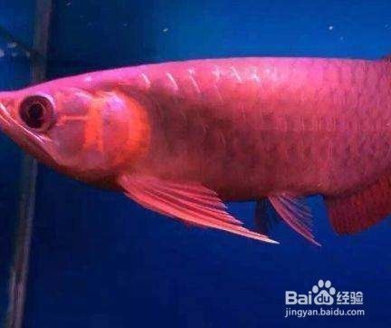 怎樣識別真假印尼紅龍魚：印尼紅龍魚的真?zhèn)舞b別真假印尼紅龍魚的真?zhèn)舞b別方法