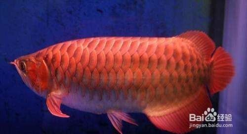 怎樣識別真假印尼紅龍魚：印尼紅龍魚的真?zhèn)舞b別真假印尼紅龍魚的真?zhèn)舞b別方法