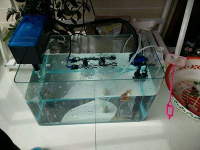 10升的魚缸養(yǎng)多少魚合適：一個10升的魚缸養(yǎng)多少魚合適