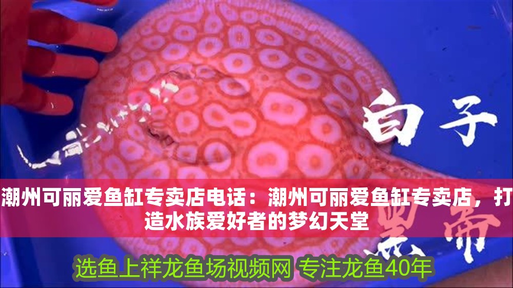 潮州可麗愛魚缸專賣店電話：潮州可麗愛魚缸專賣店，打造水族愛好者的夢幻天堂