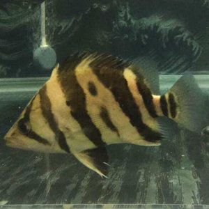 純泰虎魚多少錢一條：純泰虎魚多少錢一條泰虎魚多少錢一條純泰虎魚多少錢一條