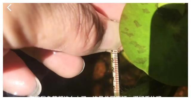 橄欖葉放魚缸里有什么用途