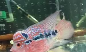 龍魚魟魚飛鳳一起養可以嗎：龍魚魟魚飛鳳一起養可以嗎,