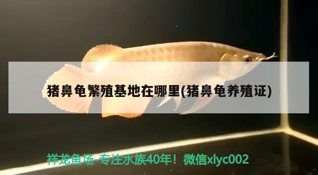 豬鼻龜繁殖基地在哪里(豬鼻龜養(yǎng)殖證)