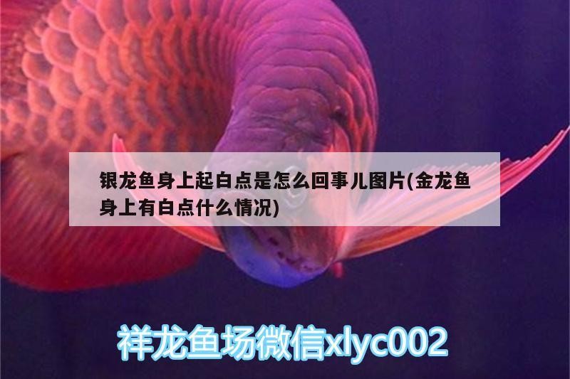 銀龍魚身上起白點是怎么回事兒圖片(金龍魚身上有白點什么情況)