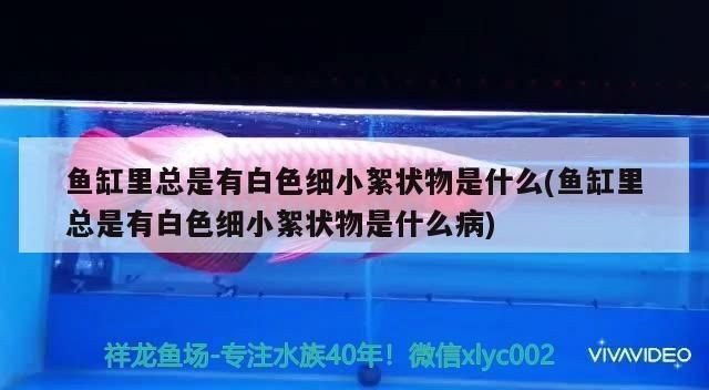 龍魚尾巴長刺狀物有毛怎么回事vs祥龍魚場(chǎng)：如何治療龍魚尾部疾病