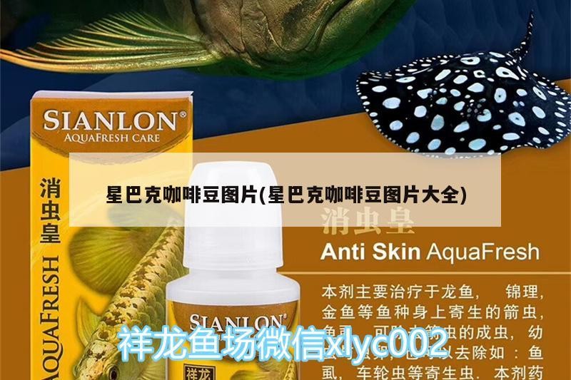 星巴克咖啡豆圖片(星巴克咖啡豆圖片大全)