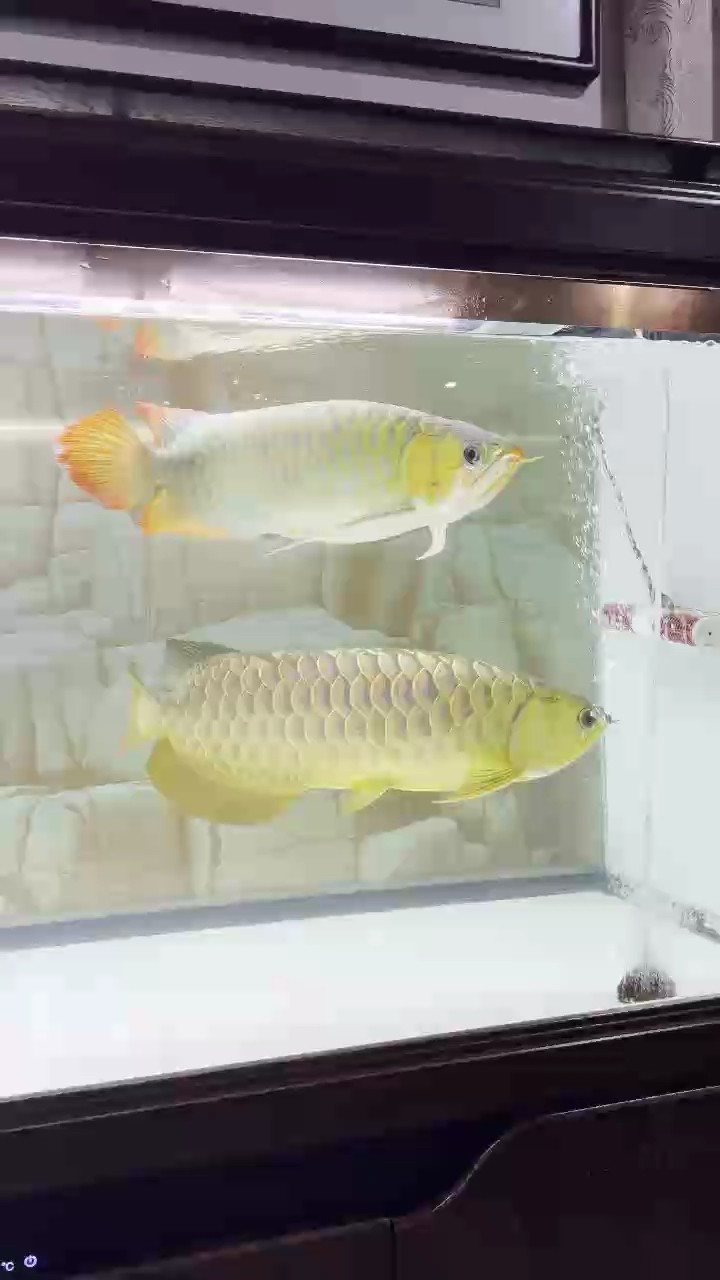 清理魚缸藻類 龍魚論壇 第1張 清理魚缸藻類 清理魚缸藻類 龍魚論壇 第1張