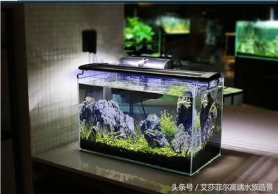 60厘米的魚缸養多大的魚好