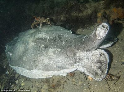 魟魚死了是肚子朝上嗎：當魟魚死亡時，它們的肚子通常是朝上的，