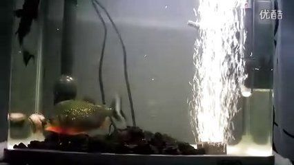 虎魚長到20要多久：虎魚從10公分長到20公分所需時間