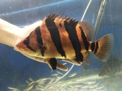 虎魚長到20要多久：虎魚從10公分長到20公分所需時間