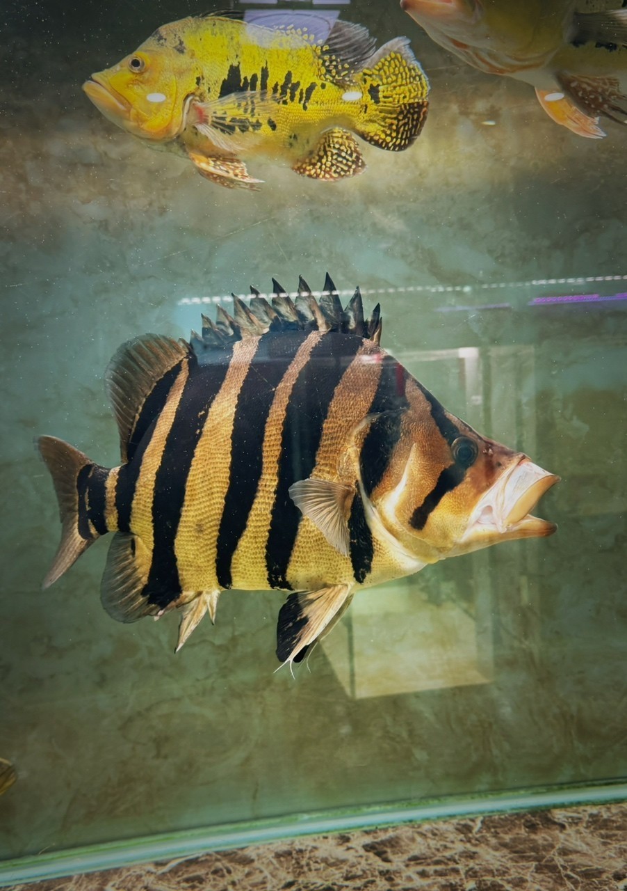 這就是畫里的虎魚 照進現實