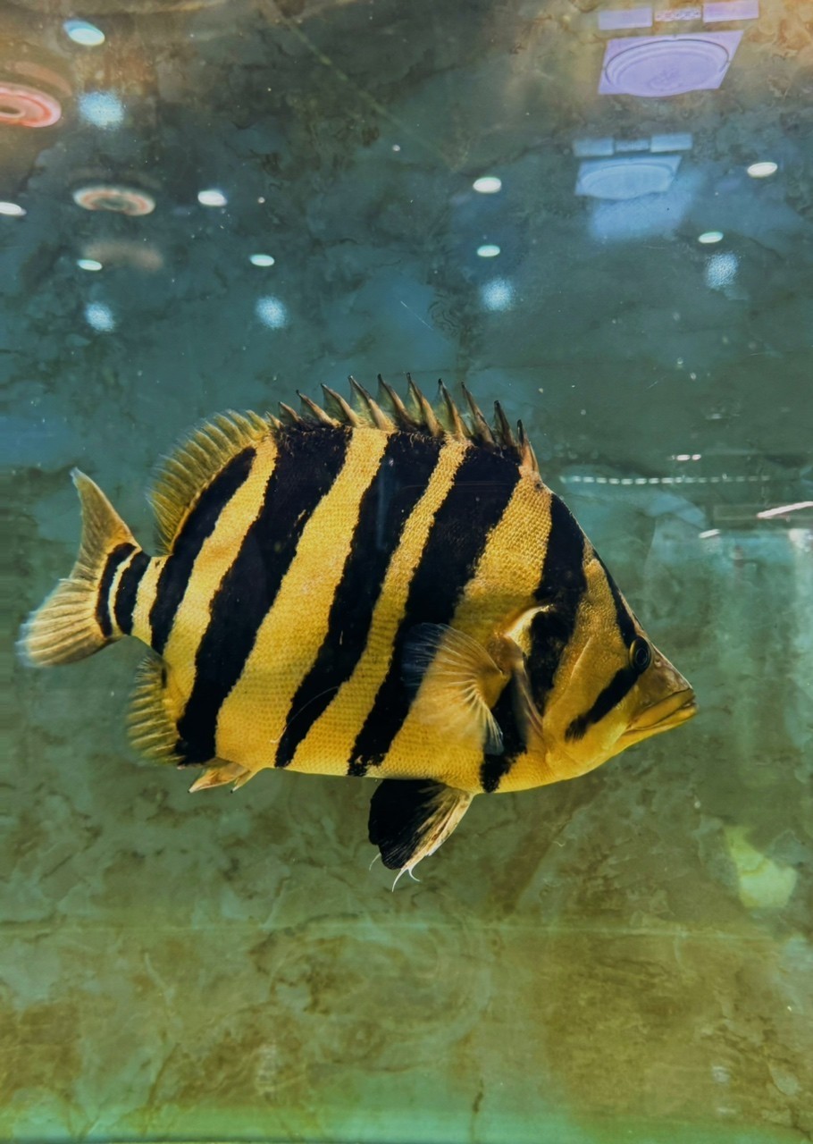 這就是畫里的虎魚 照進現實