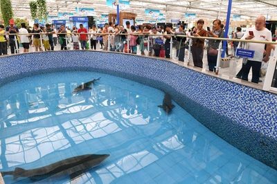 長春水族館vs祥龍魚場(長春水族館和祥龍魚場)