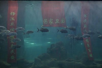 長春水族館vs祥龍魚場(長春水族館和祥龍魚場)