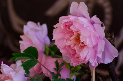 百年花開（《百年花開》為建黨百年創作的歌曲）