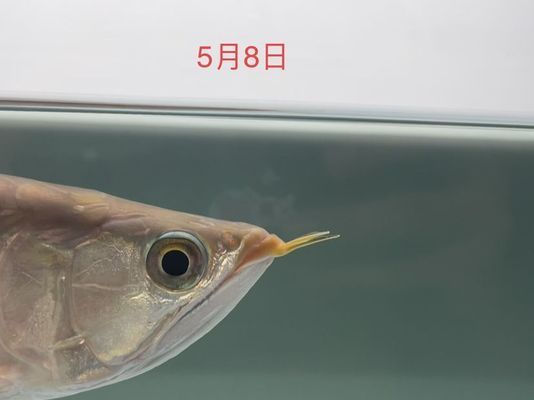 龍魚每次換水多少vs祥龍魚場(chǎng)：龍魚換水頻率一般多久換一次