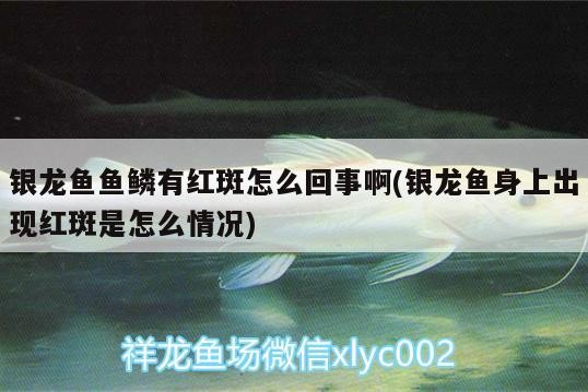 銀龍魚魚鱗有紅斑怎么回事啊(銀龍魚身上出現紅斑是怎么情況)