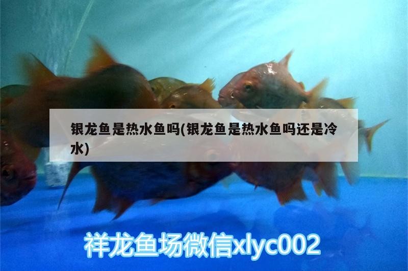 銀龍魚是熱水魚嗎(銀龍魚是熱水魚嗎還是冷水)