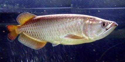龍魚不吃什么小魚，龍魚不吃小魚可能是因為某些原因而不吃小魚