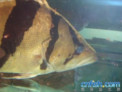 龍魚不吃什么小魚，龍魚不吃小魚可能是因為某些原因而不吃小魚