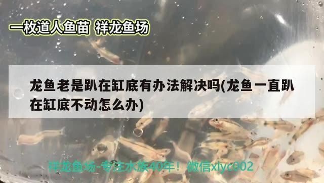 龍魚老是趴在缸底有辦法解決嗎vs祥龍魚場：龍魚趴缸底的原因
