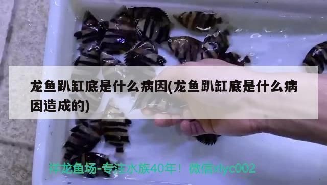 龍魚老是趴在缸底有辦法解決嗎vs祥龍魚場：龍魚趴缸底的原因
