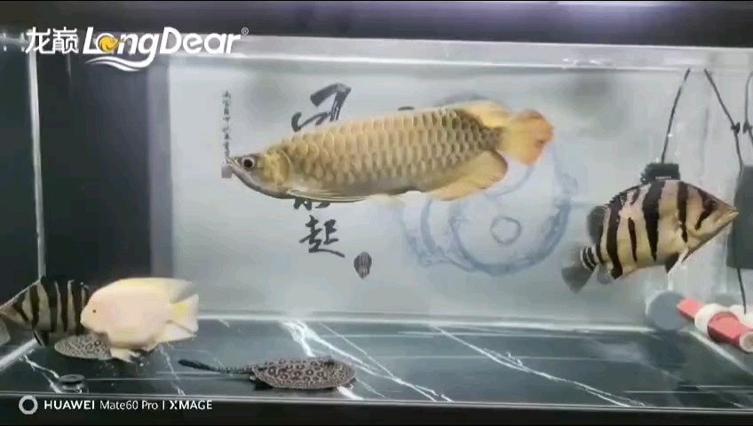 轉發536