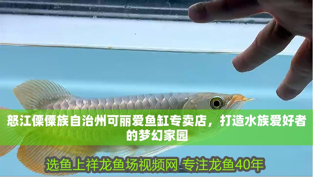 怒江傈僳族自治州可麗愛魚缸專賣店，打造水族愛好者的夢幻家園